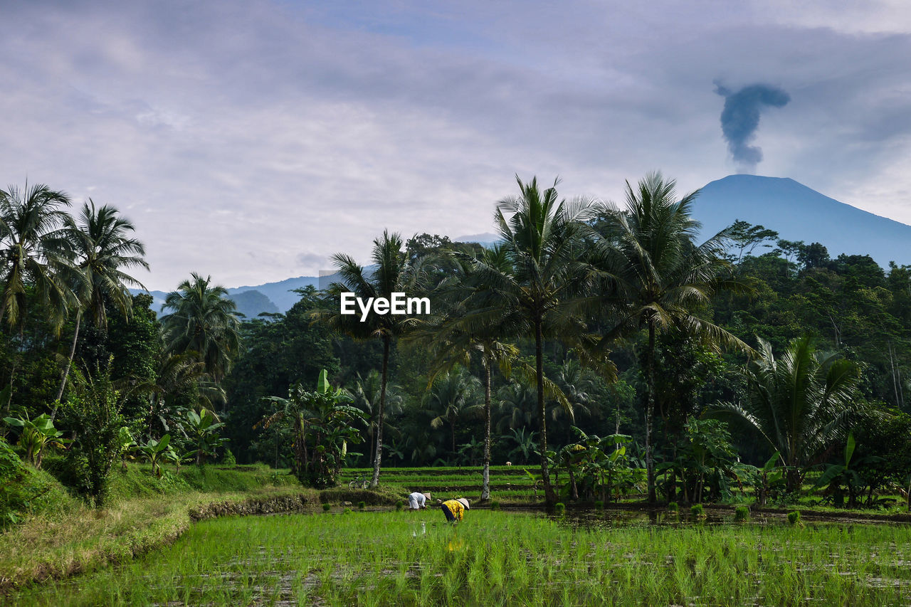 Volcanic eruption of slamet mountain view from paddy field with farming activity at field