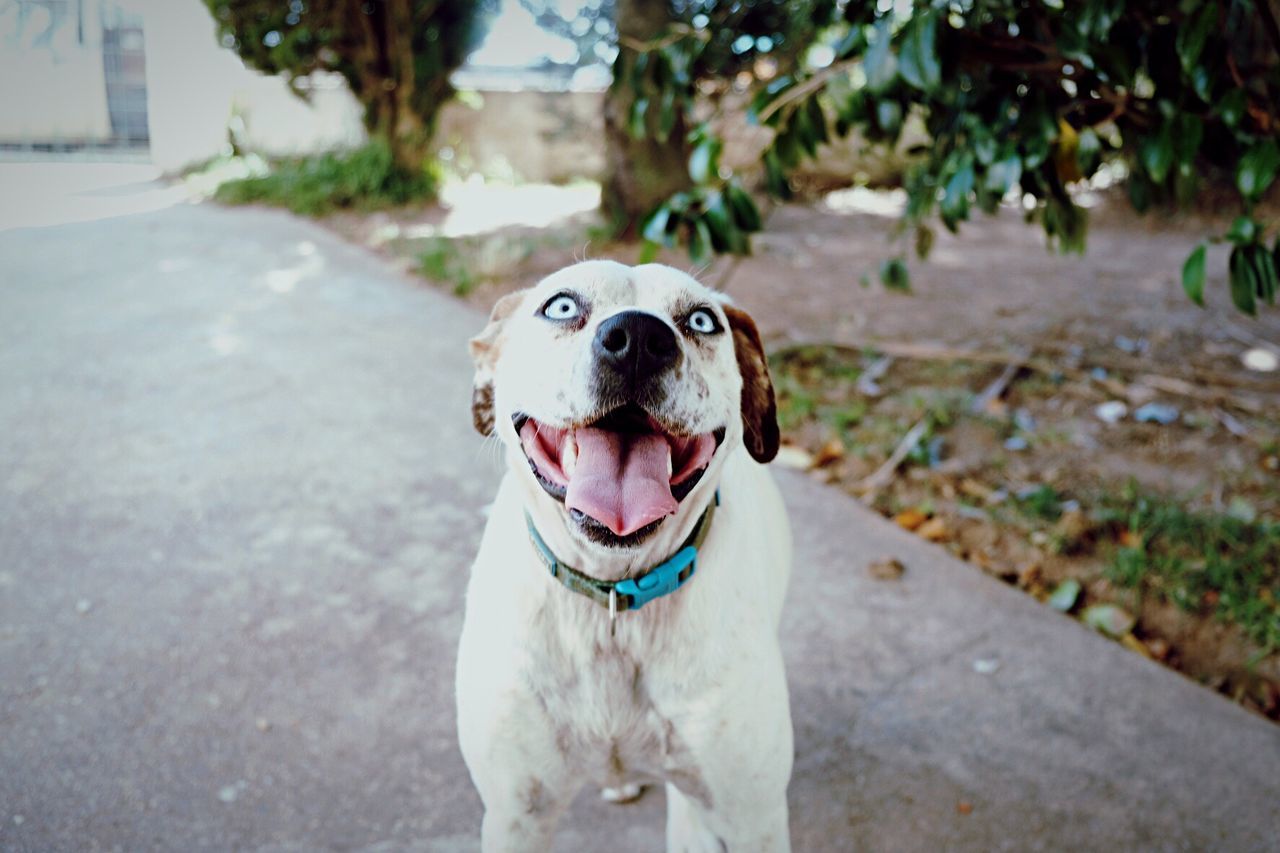Close-up portrait of dog