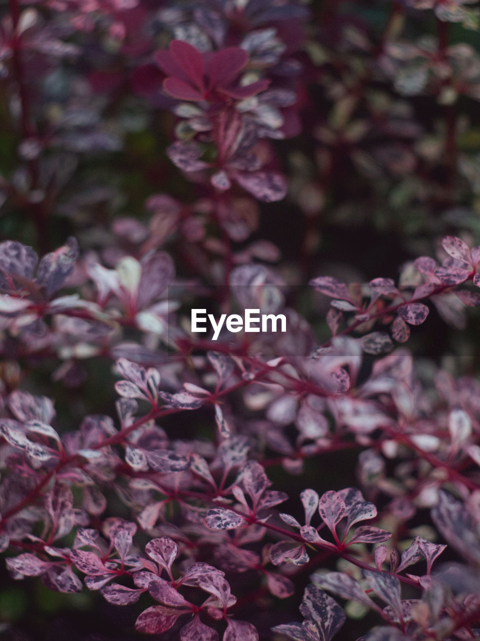 Close-up of purple flowering plants