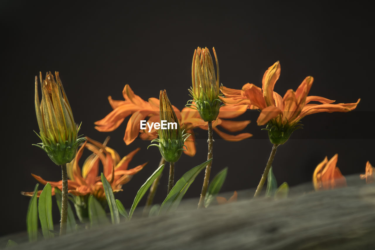 CLOSE-UP OF PLANTS AGAINST BLACK BACKGROUND