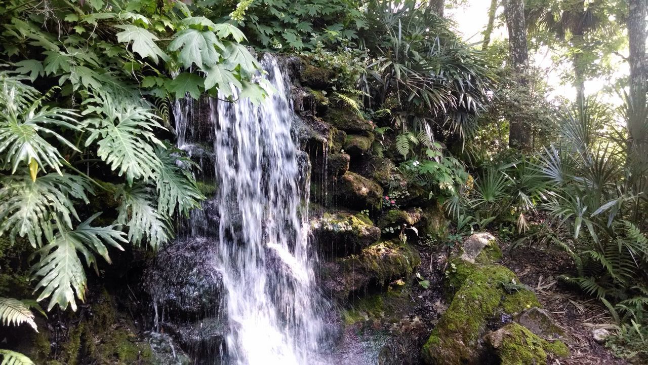 WATERFALL IN FOREST