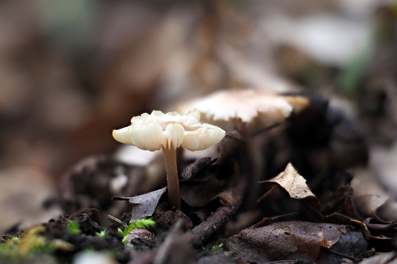 Close-up of mushrooms growing on field