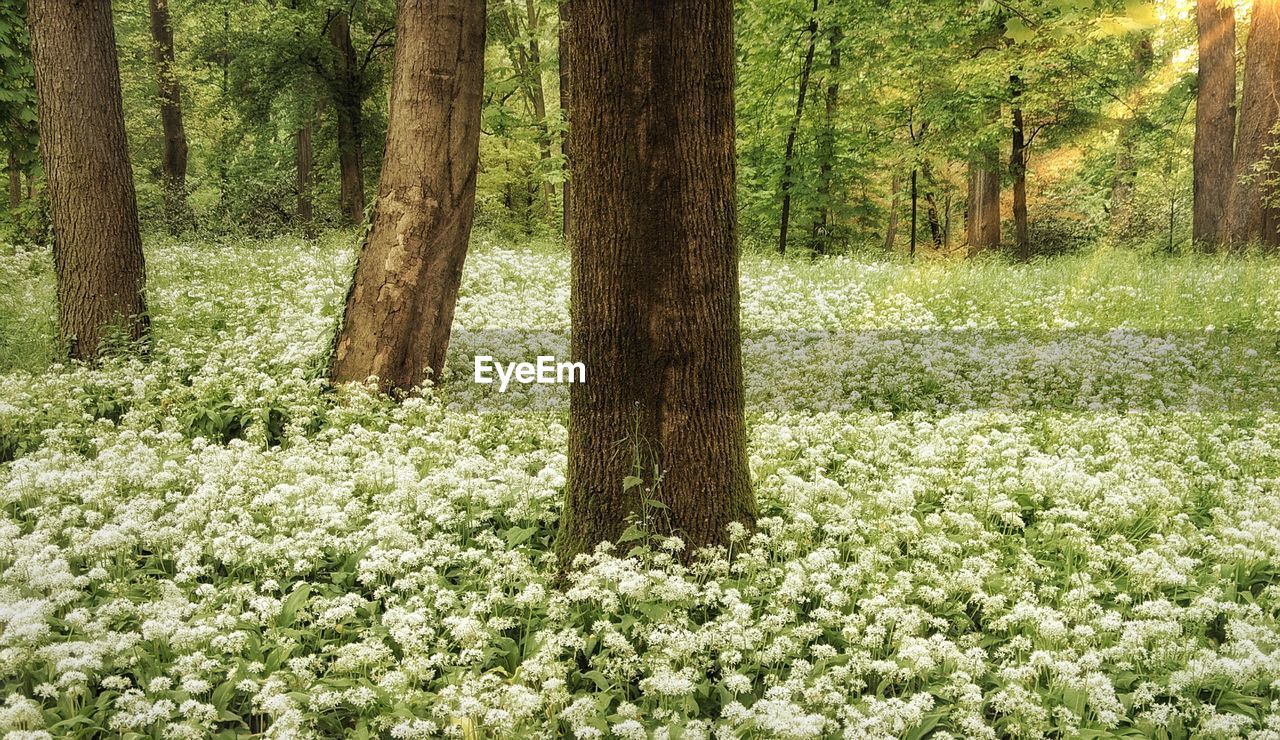 White wildflowers in forest