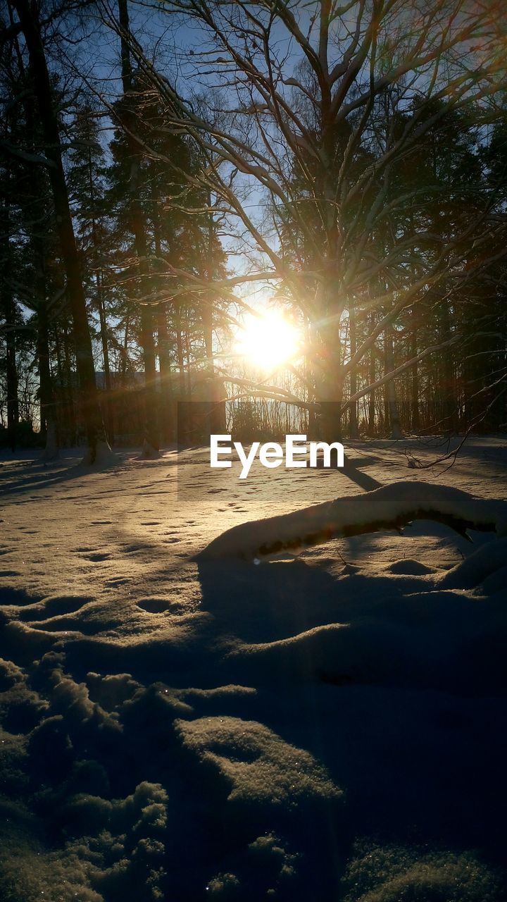 SUNLIGHT STREAMING THROUGH TREE DURING WINTER