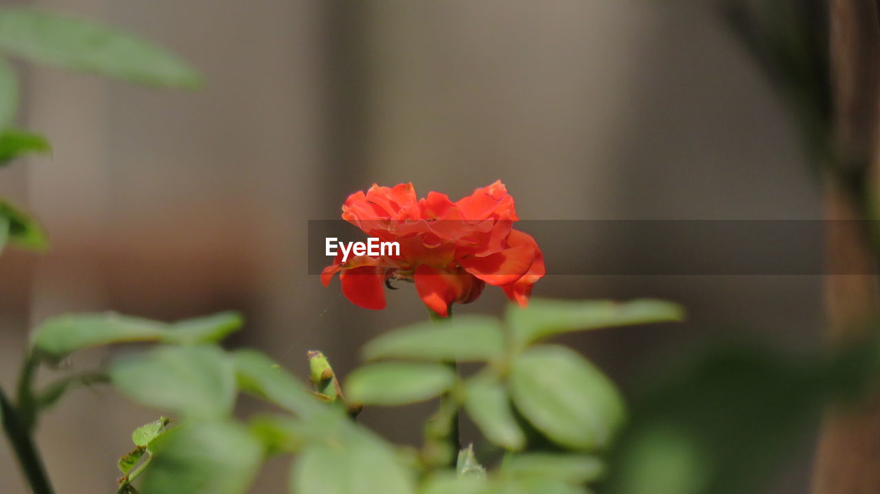 Close-up of red flowering plant