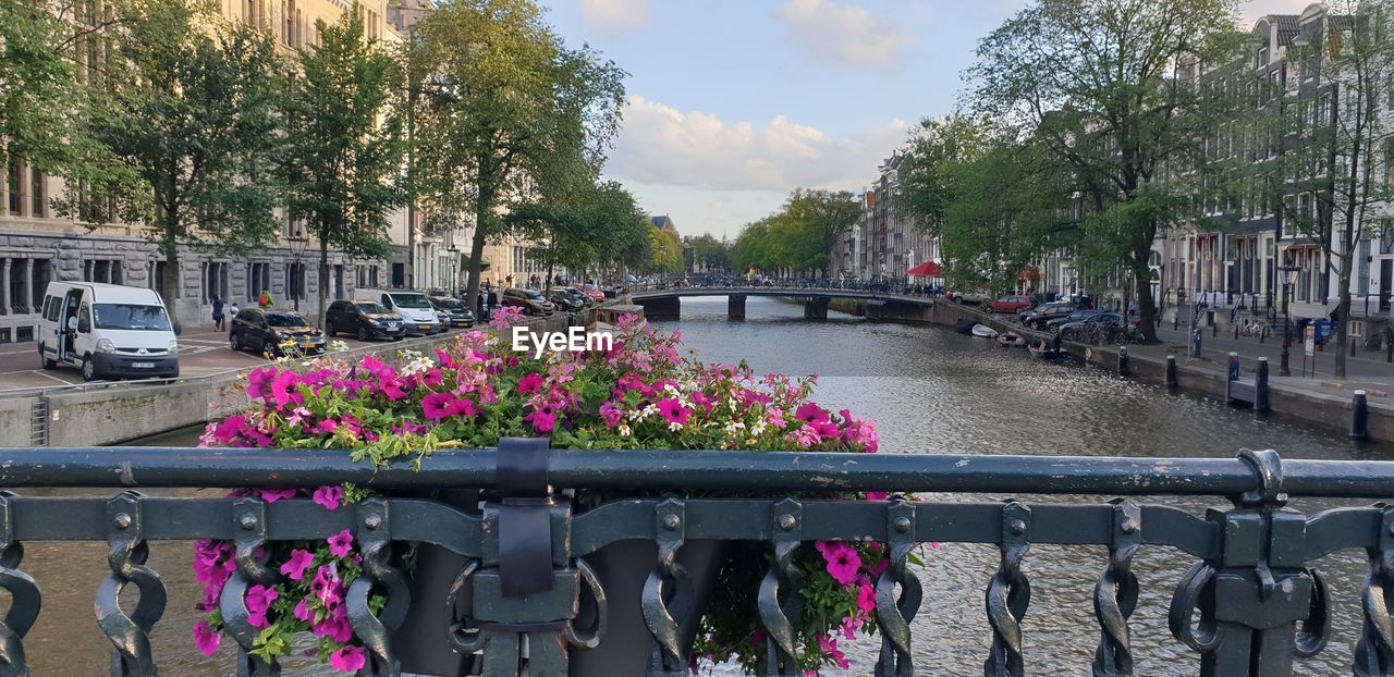FLOWER PLANTS BY RAILING IN CANAL