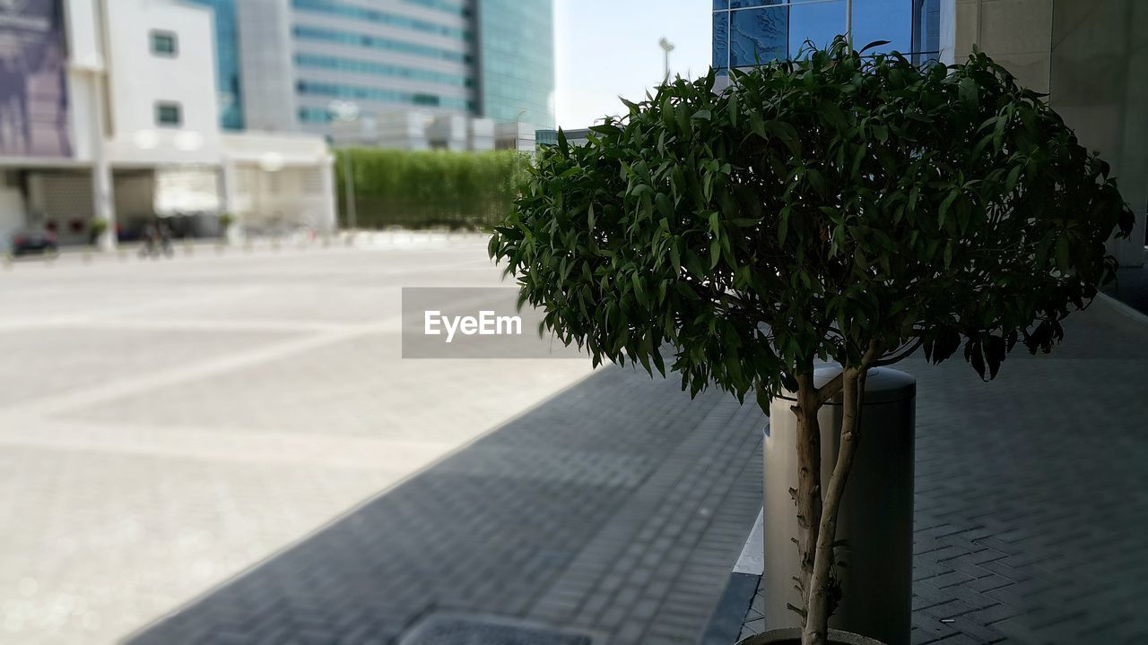 CLOSE-UP OF PLANT AGAINST CITY