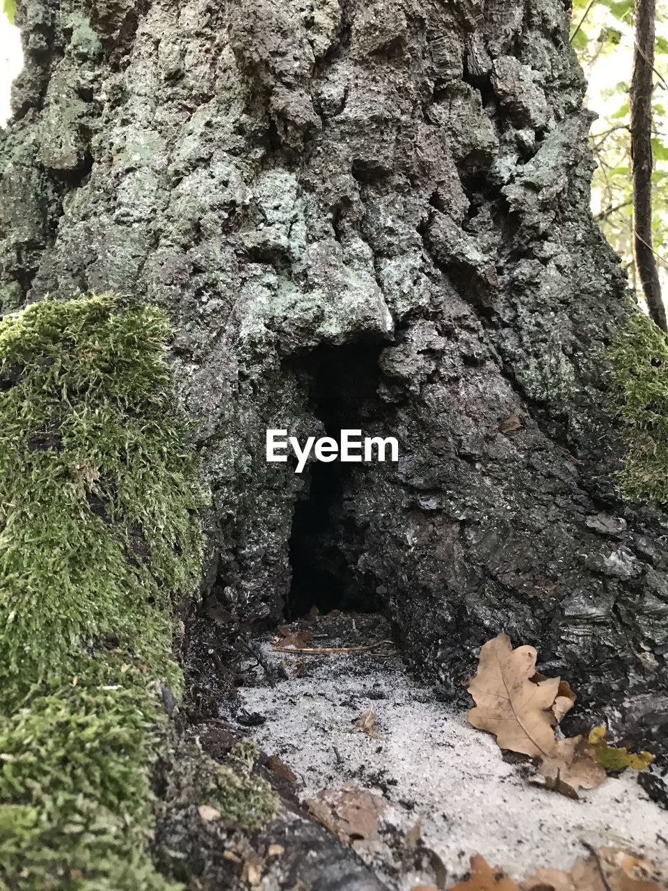 CLOSE-UP OF TREE BARK