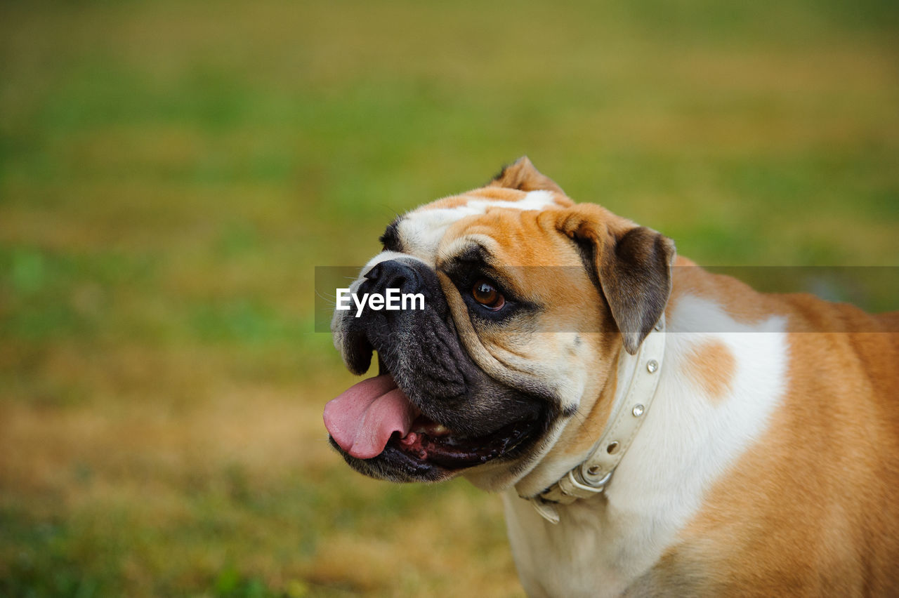 Close-up of english bulldog panting while standing on field