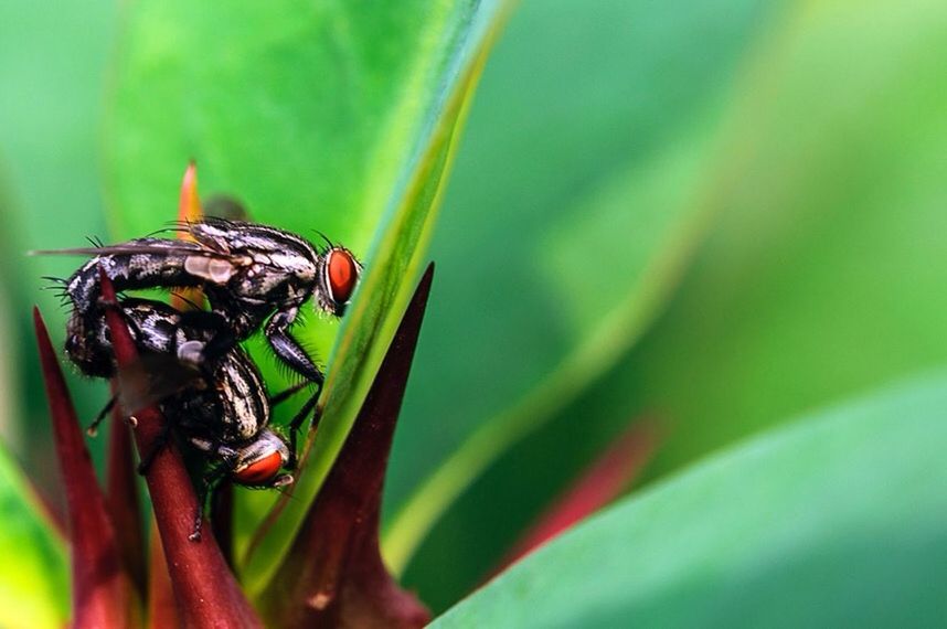 Close-up of bees mating on leaf