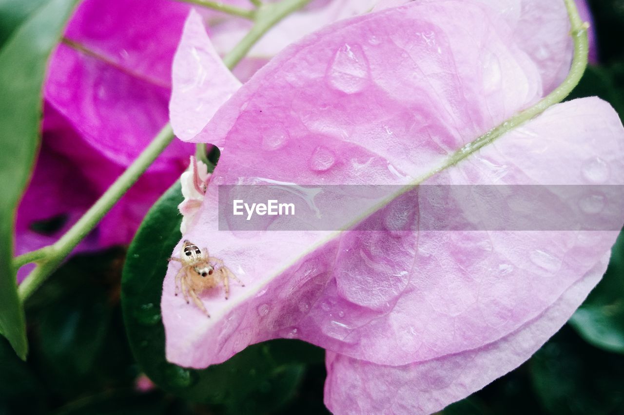 CLOSE-UP OF RAINDROPS ON PINK ROSE