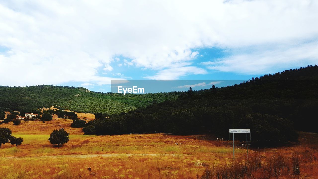 PLANTS GROWING ON LAND AGAINST SKY