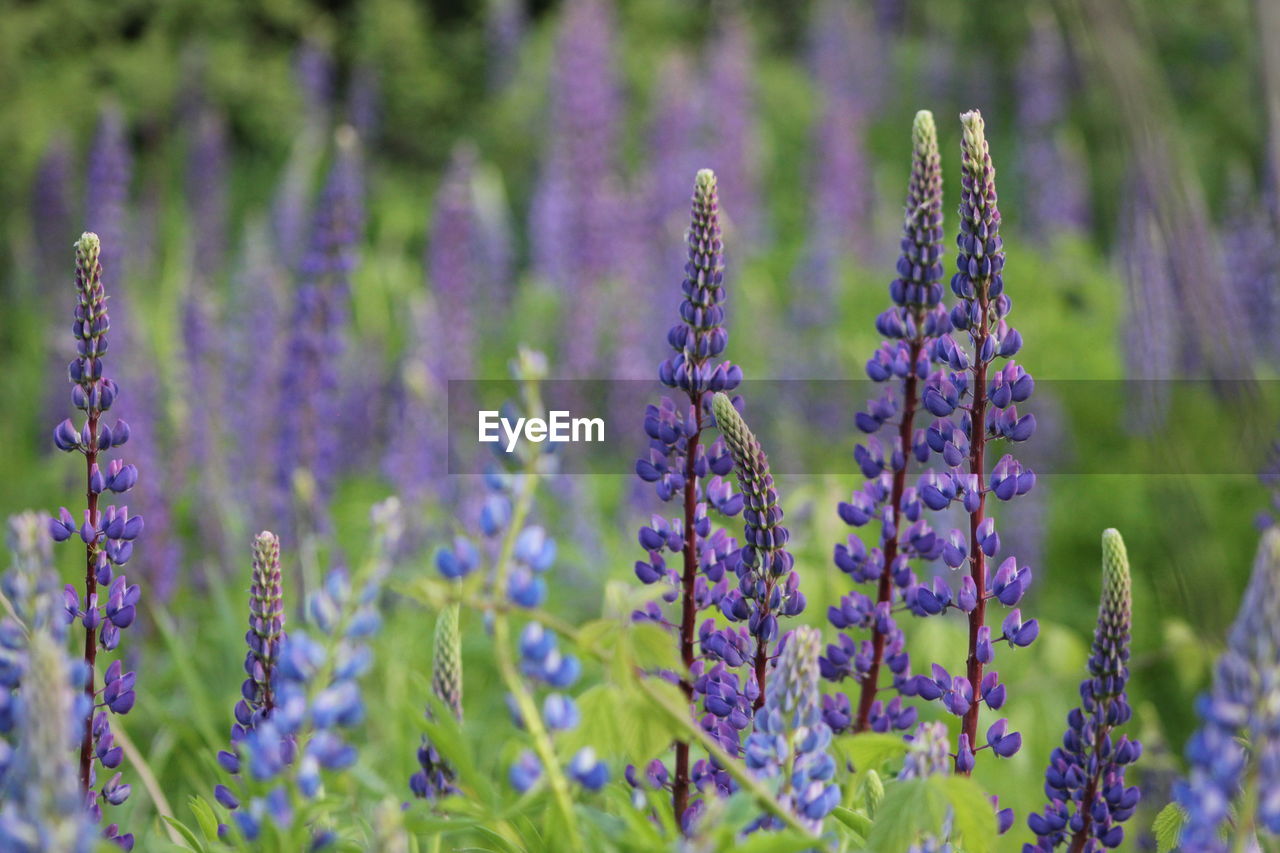 CLOSE-UP OF PURPLE FLOWERS IN FIELD