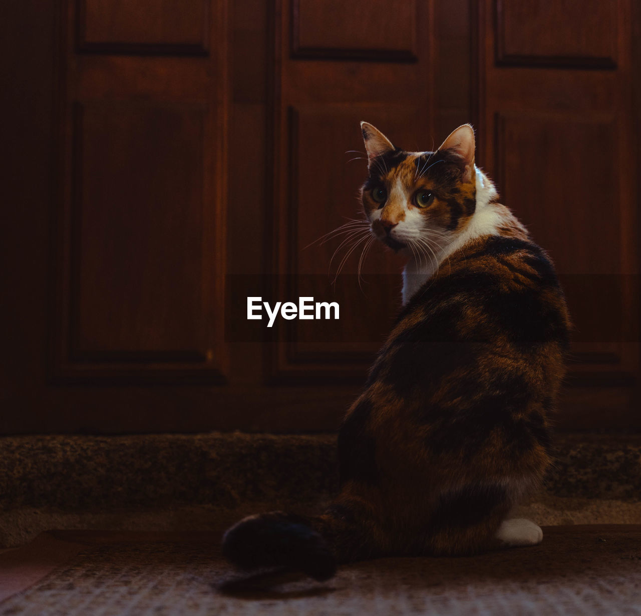 animal themes, animal, mammal, pet, domestic animals, one animal, cat, domestic cat, feline, small to medium-sized cats, felidae, whiskers, sitting, indoors, no people, door, portrait, entrance, kitten, looking, flooring, relaxation, full length, looking at camera