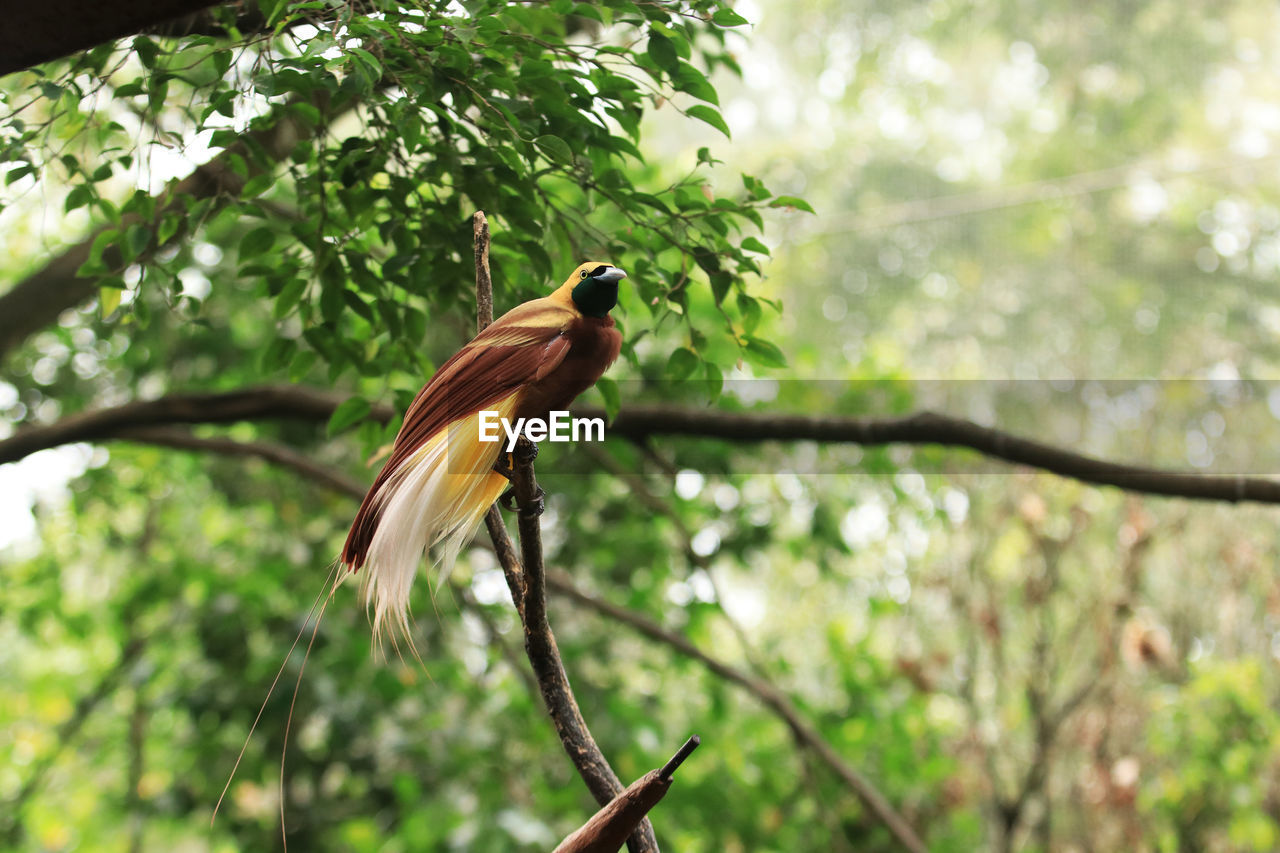 Low angle view of bird perching on branch