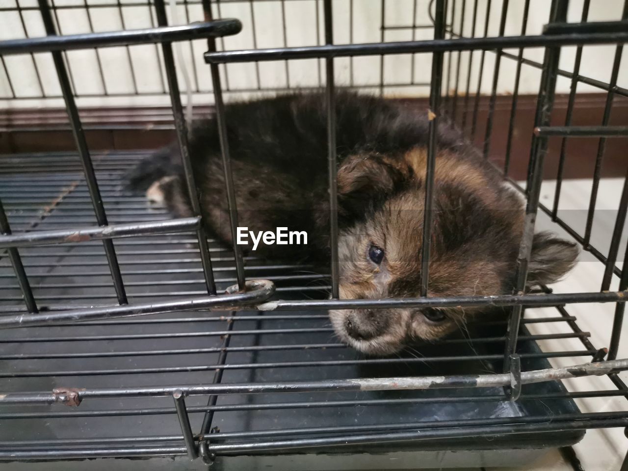 CLOSE-UP OF A DOG IN CAGE