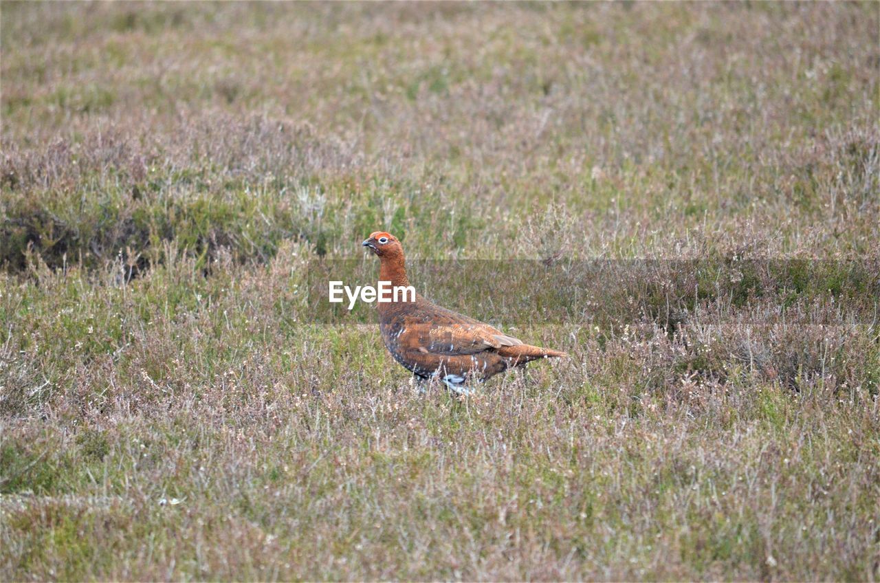 BIRD ON FIELD