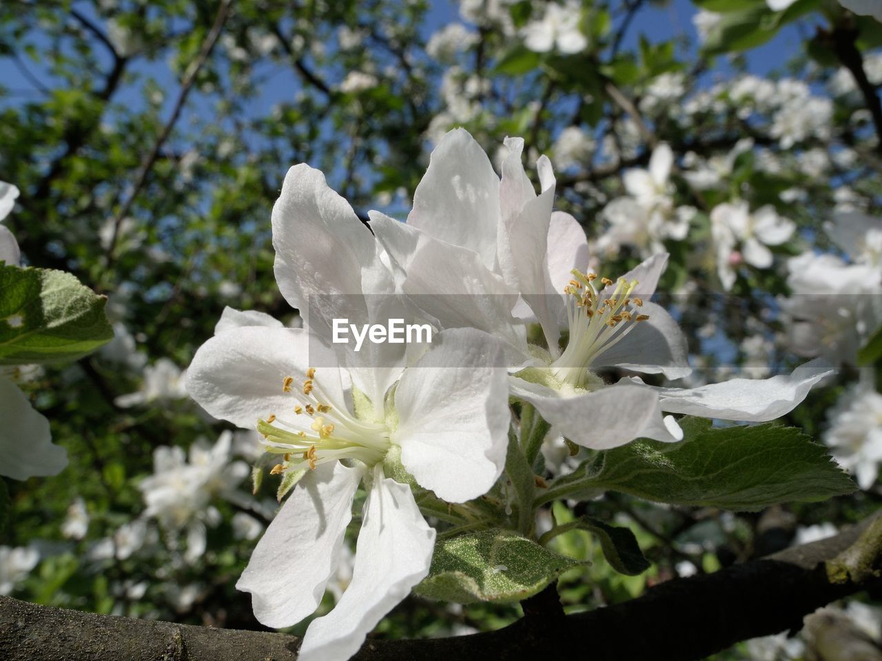 CLOSE-UP OF WHITE FLOWERS BLOOMING OUTDOORS