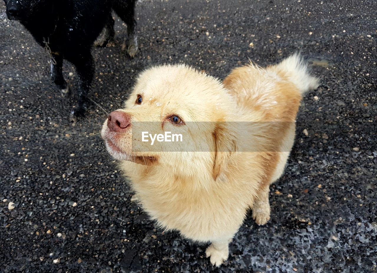 High angle view of dog on street