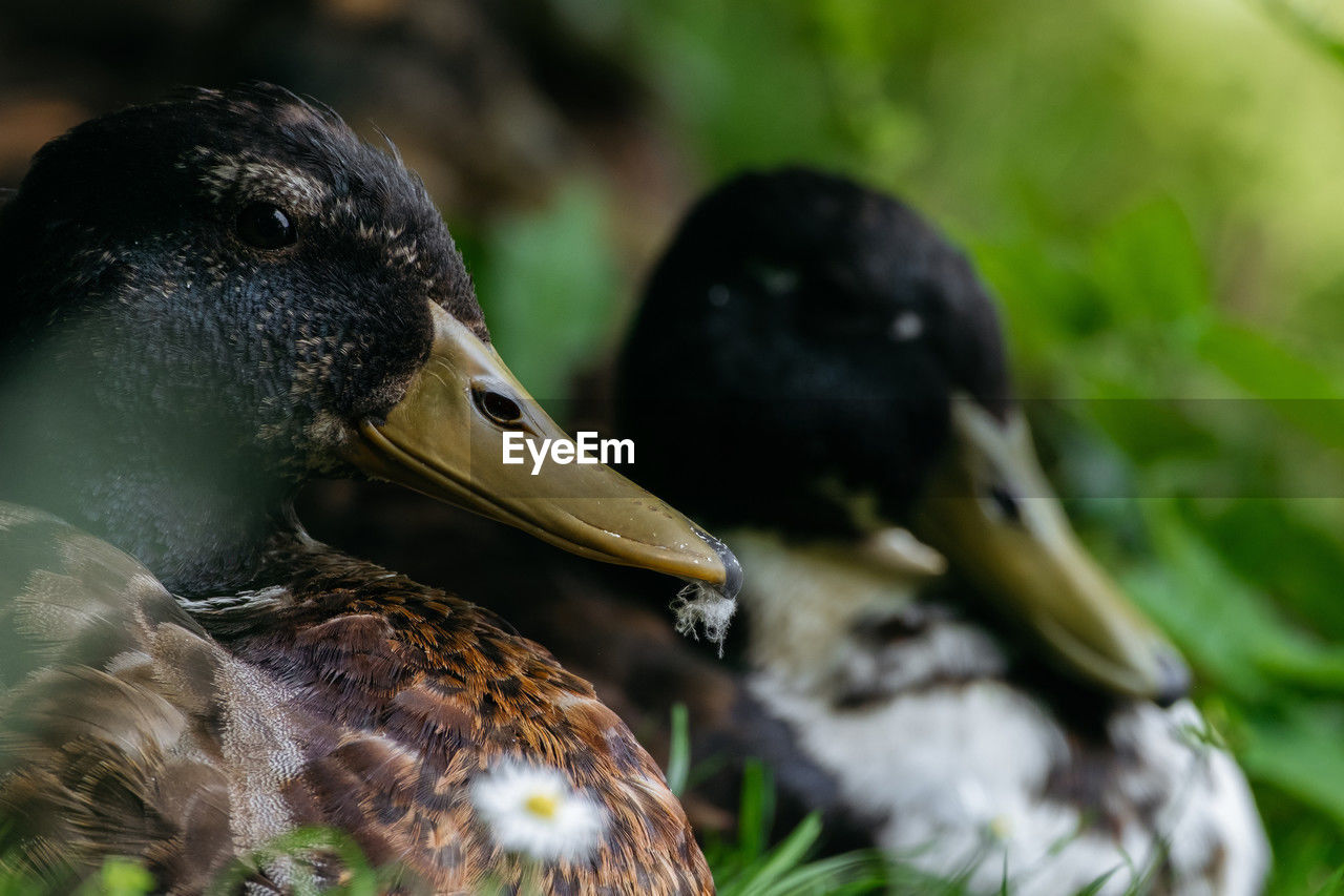 Pair of ducks resting in greenery