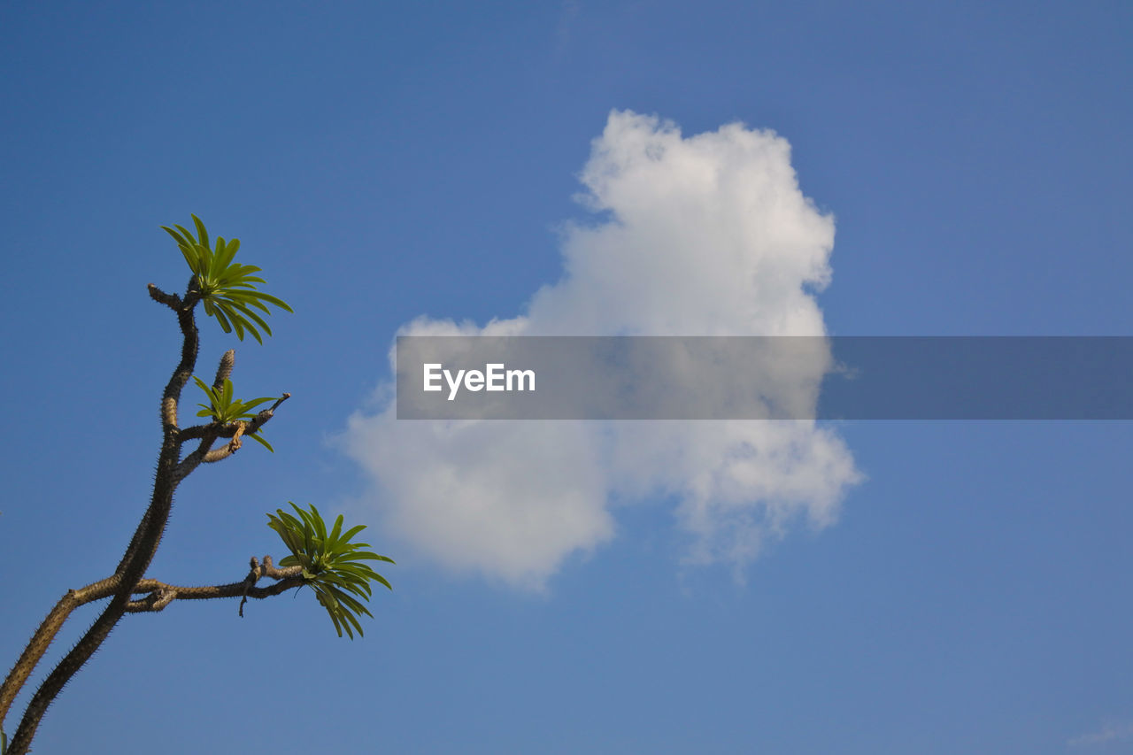 Low angle view of coconut palm tree against blue sky