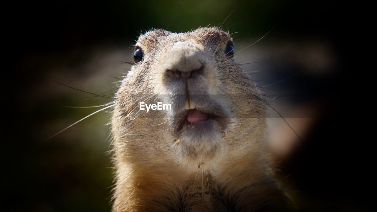 Close-up portrait of prairie dog