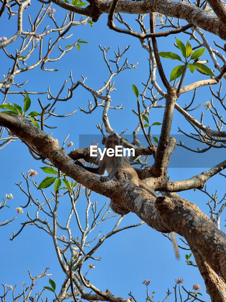 tree, branch, plant, animal, animal themes, animal wildlife, nature, sky, wildlife, low angle view, no people, one animal, bird, flower, blue, clear sky, mammal, day, outdoors, leaf, perching, bare tree, beauty in nature, spring, bird of prey