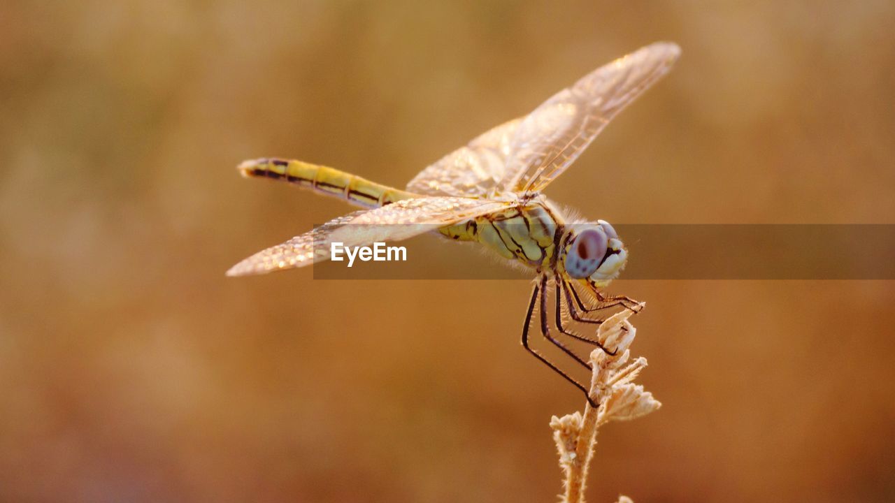 Close-up of dragonfly on twig