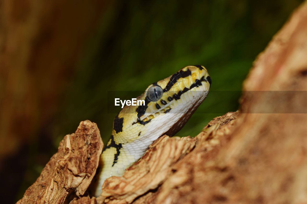 Close-up of a snake