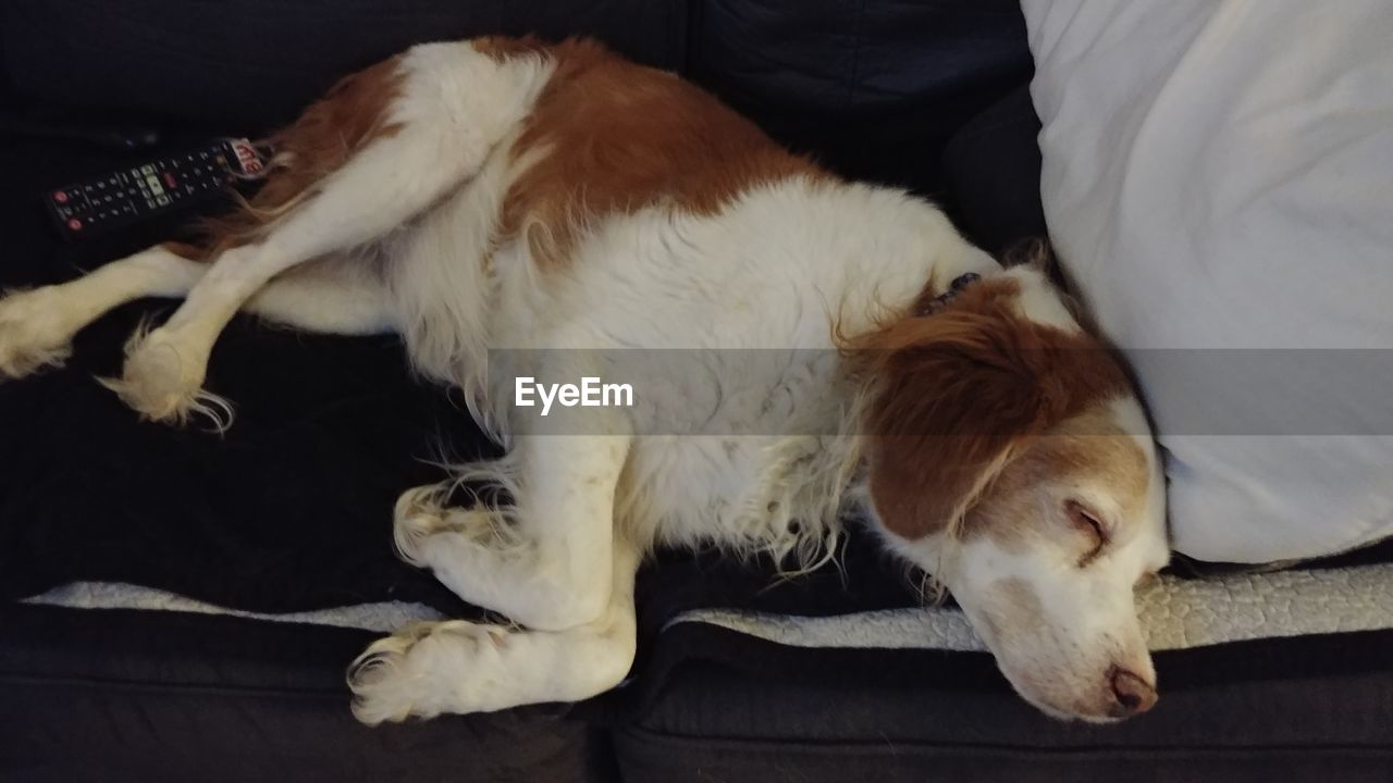 CLOSE-UP OF DOG SLEEPING ON FLOOR