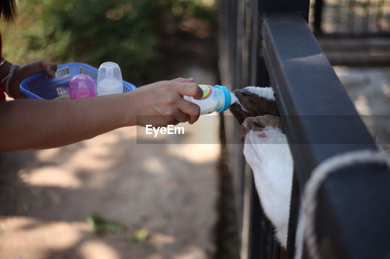 Cropped hand feeding goats