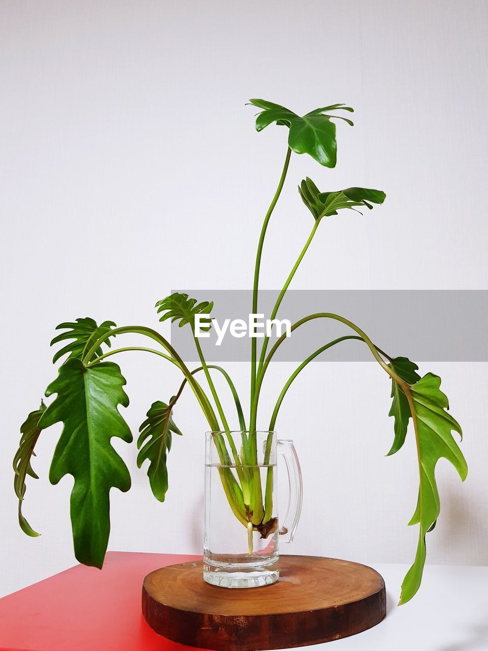 POTTED PLANT ON TABLE