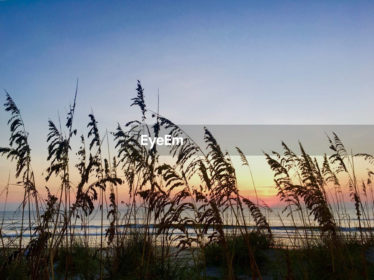 Silhouette plants against clear sky during sunset