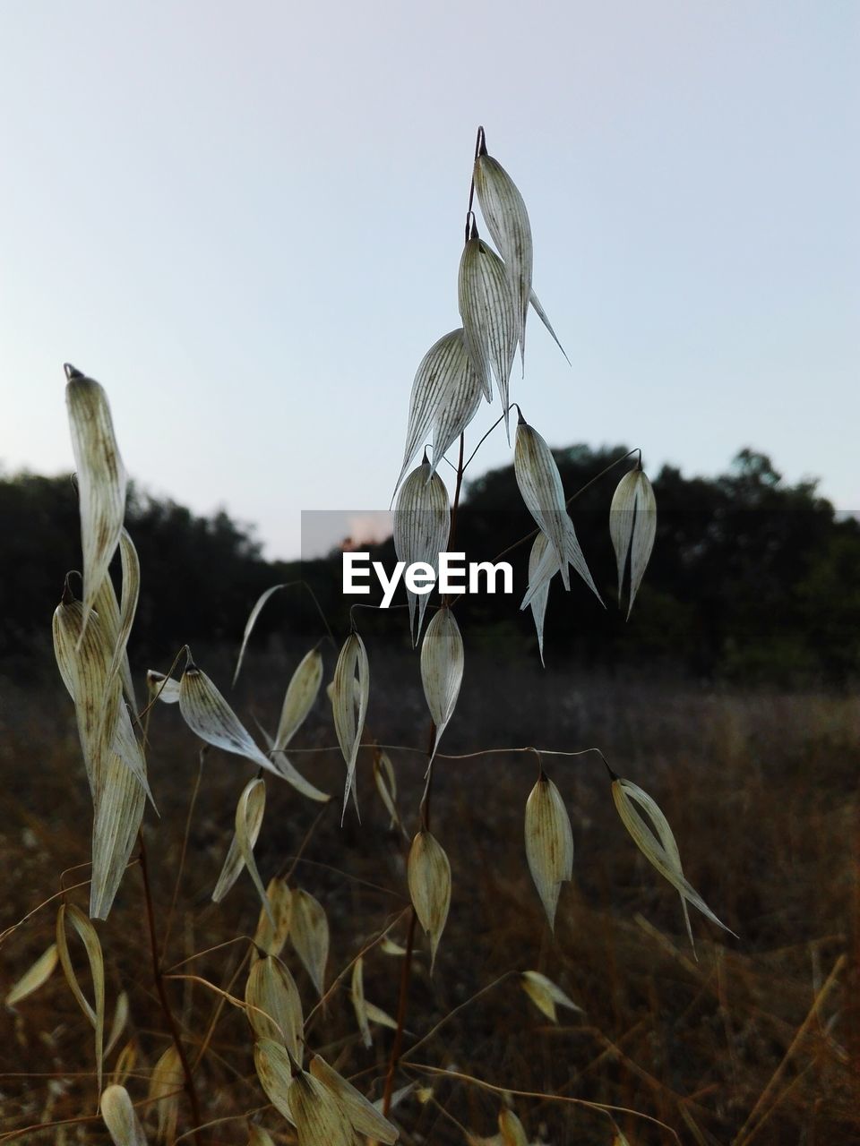 Plant growing on field against clear sky at dusk