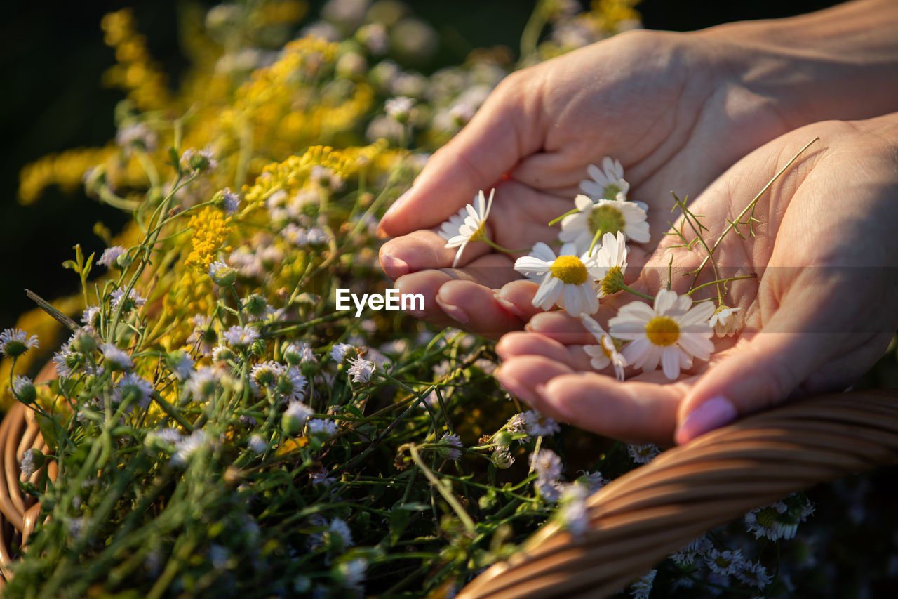 cropped hand of woman holding flower