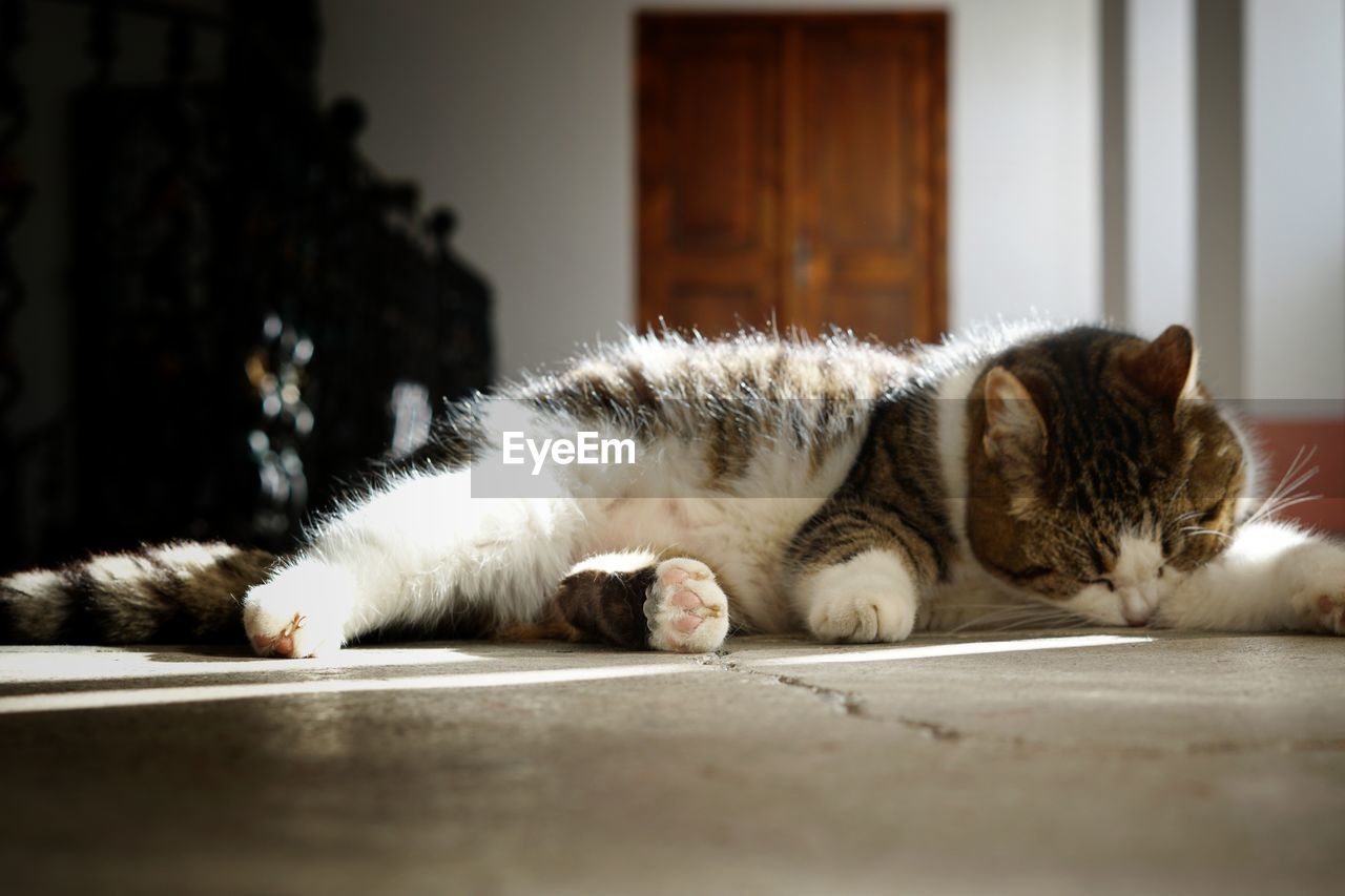 CAT SLEEPING IN A DOMESTIC ROOM