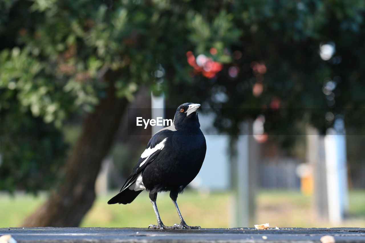 BIRD PERCHING ON A OF A TREE