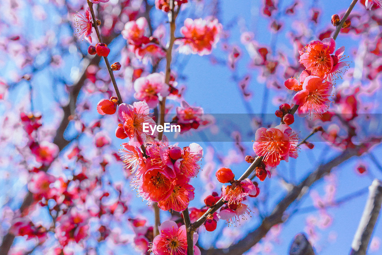 Close-up of cherry blossom tree