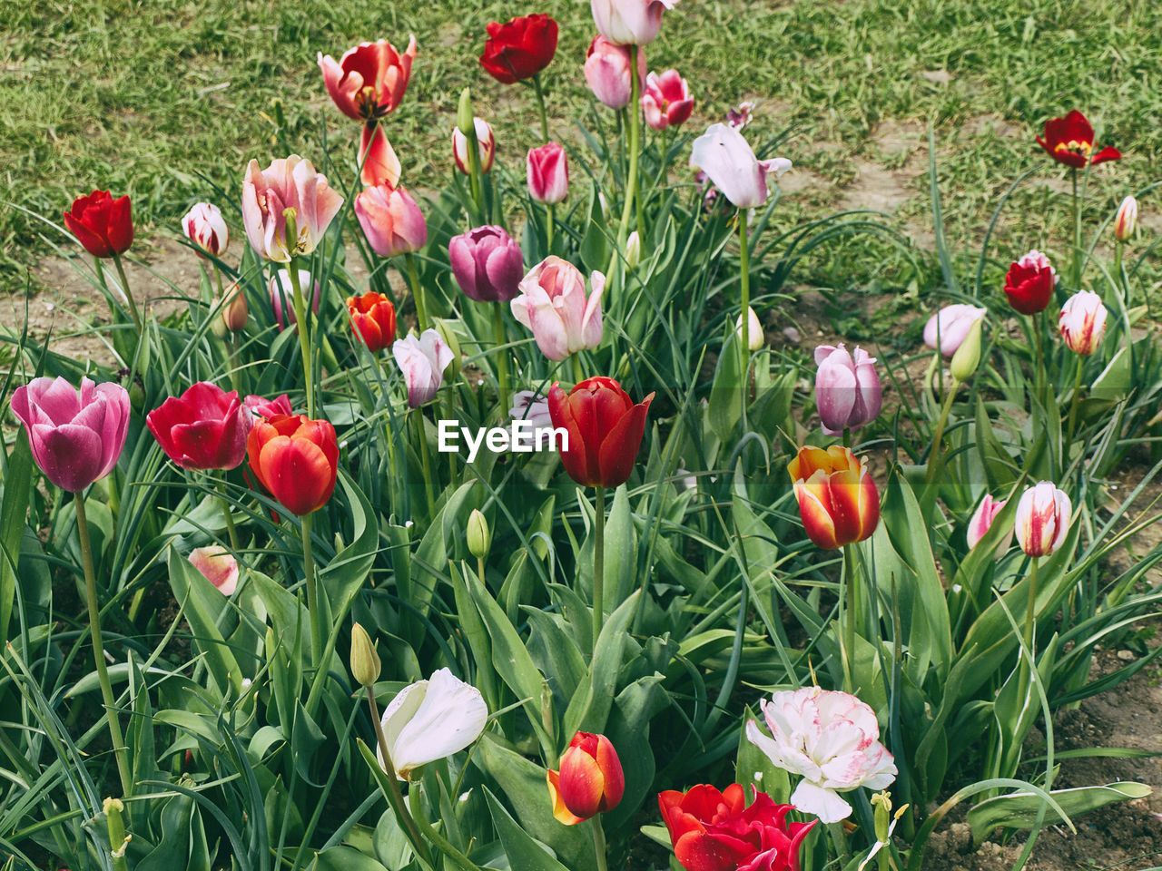 CLOSE-UP OF RED TULIP FLOWERS ON FIELD