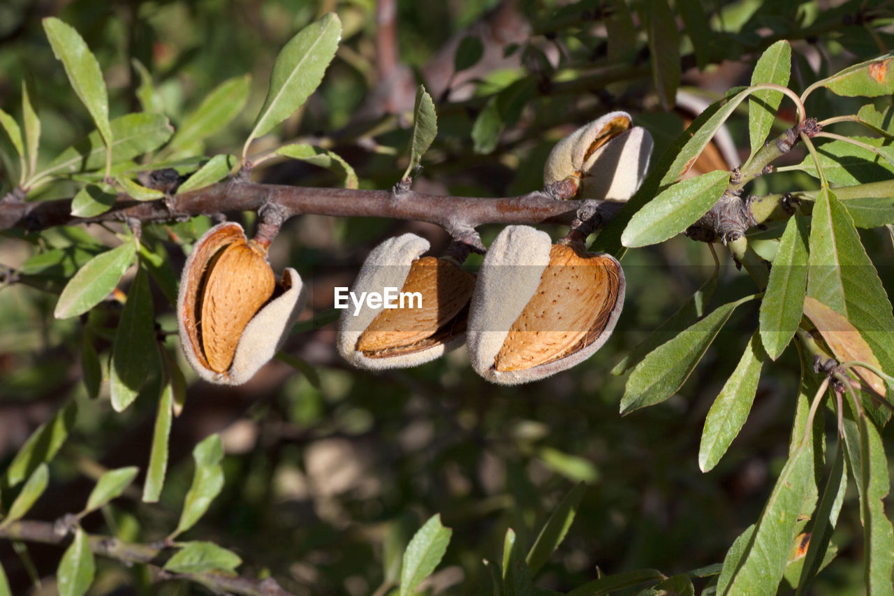 CLOSE-UP OF FRESH FRUIT ON PLANT