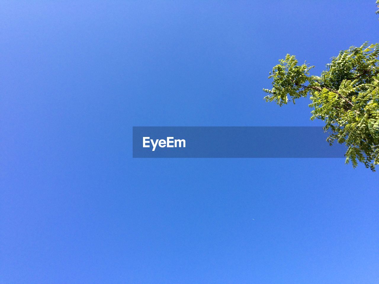 Low angle view of trees against clear blue sky