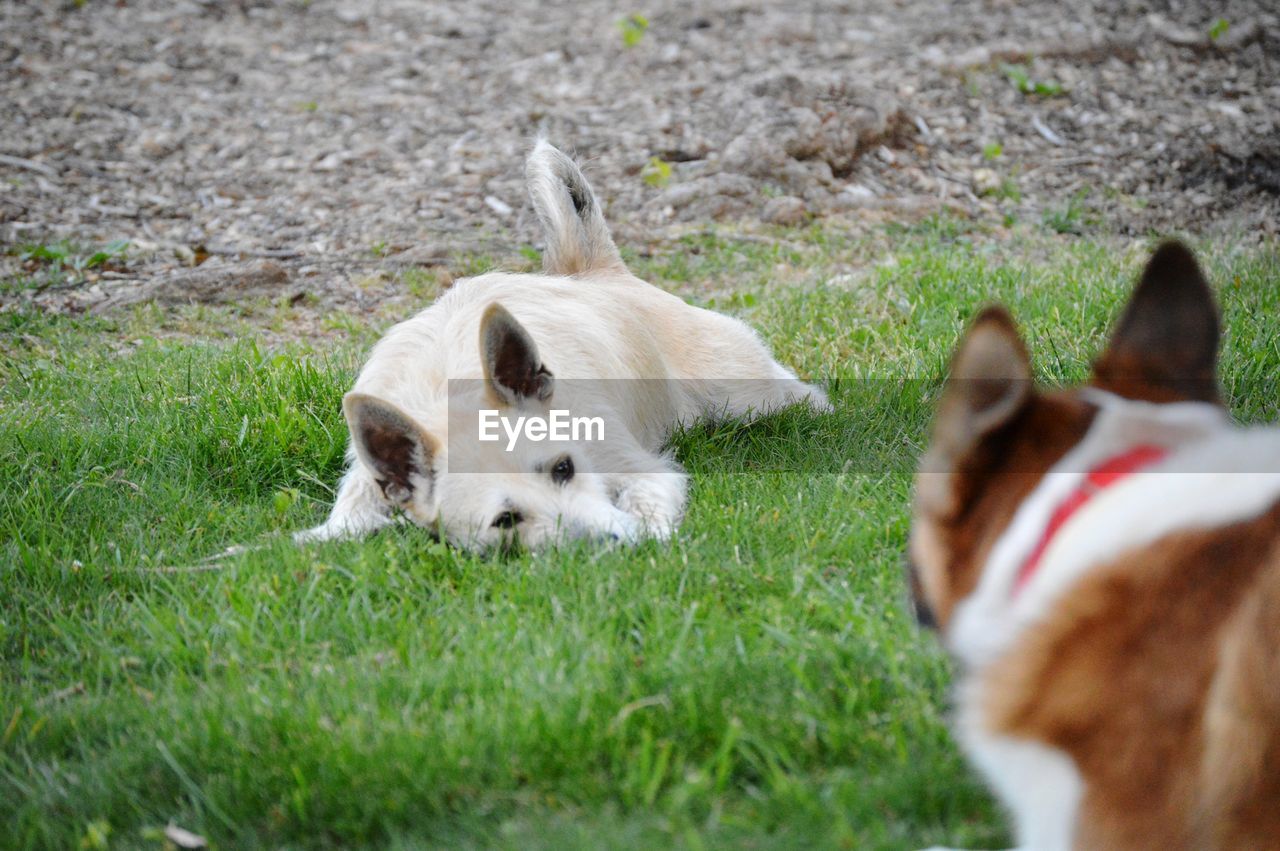 VIEW OF A DOG LYING ON GRASS