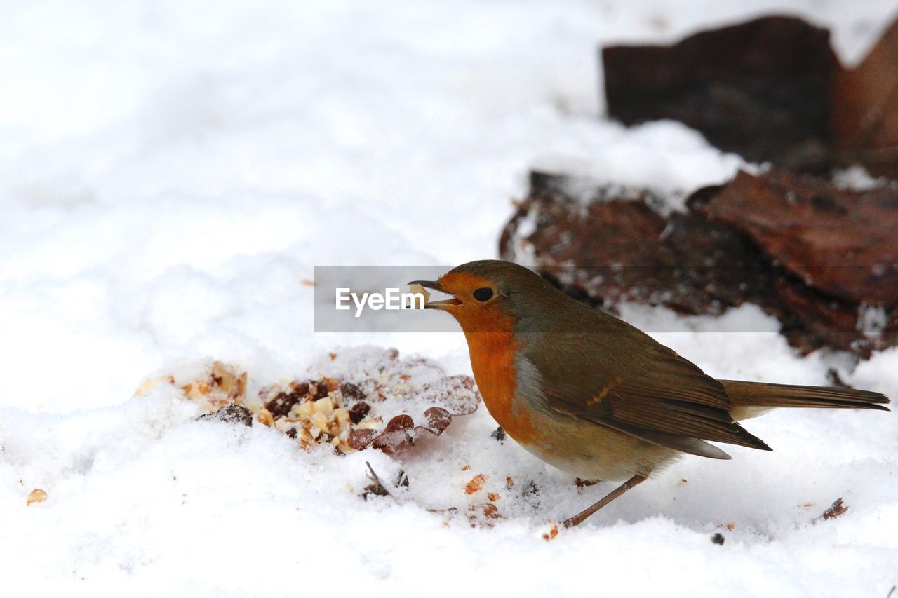 Close-up of robin carrying food in beak during winter