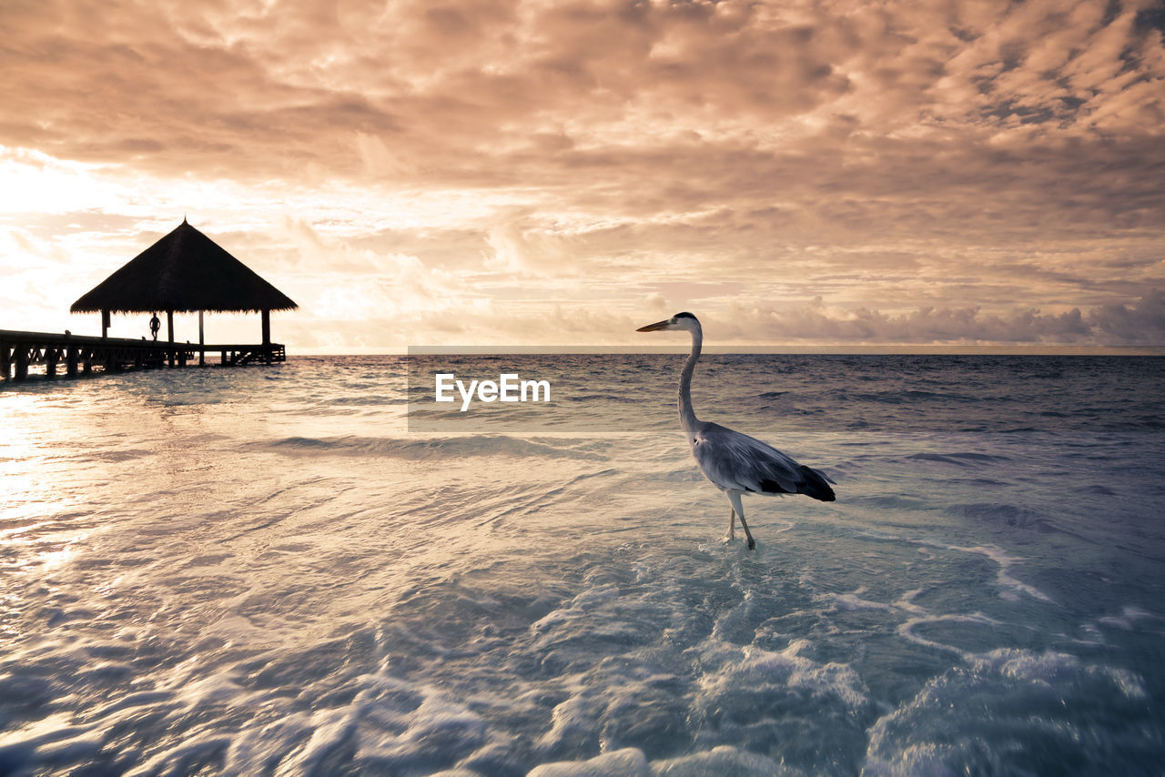 Bird on beach against sky during sunset