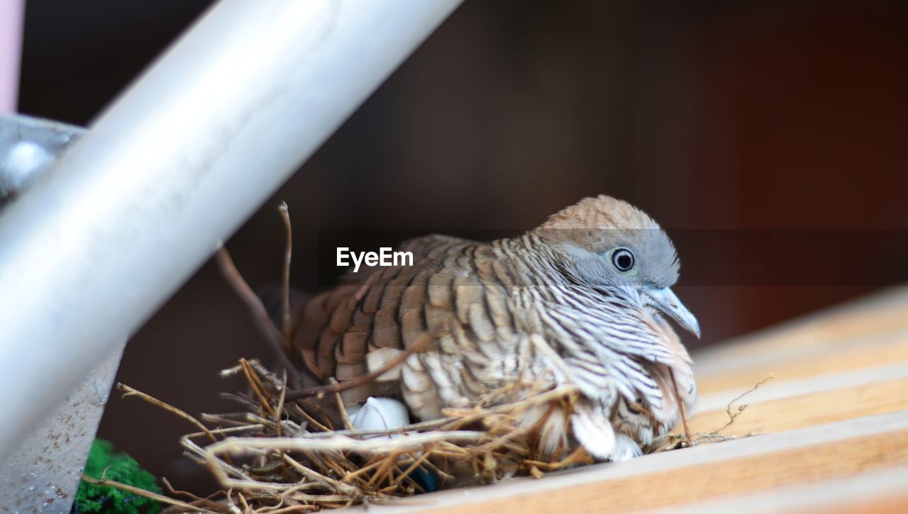 CLOSE-UP OF OWL PERCHING ON STEM