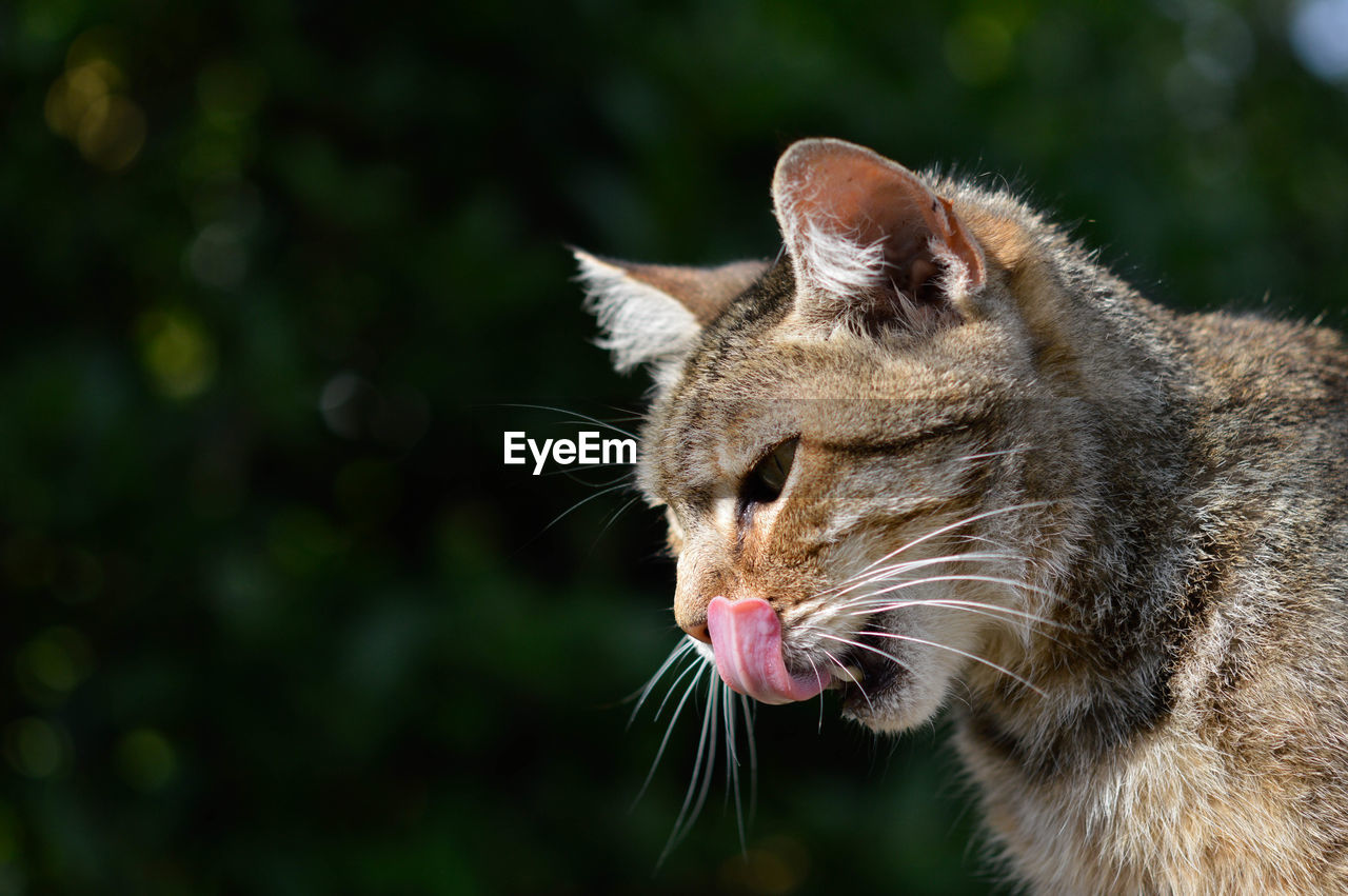 close-up of cat looking away