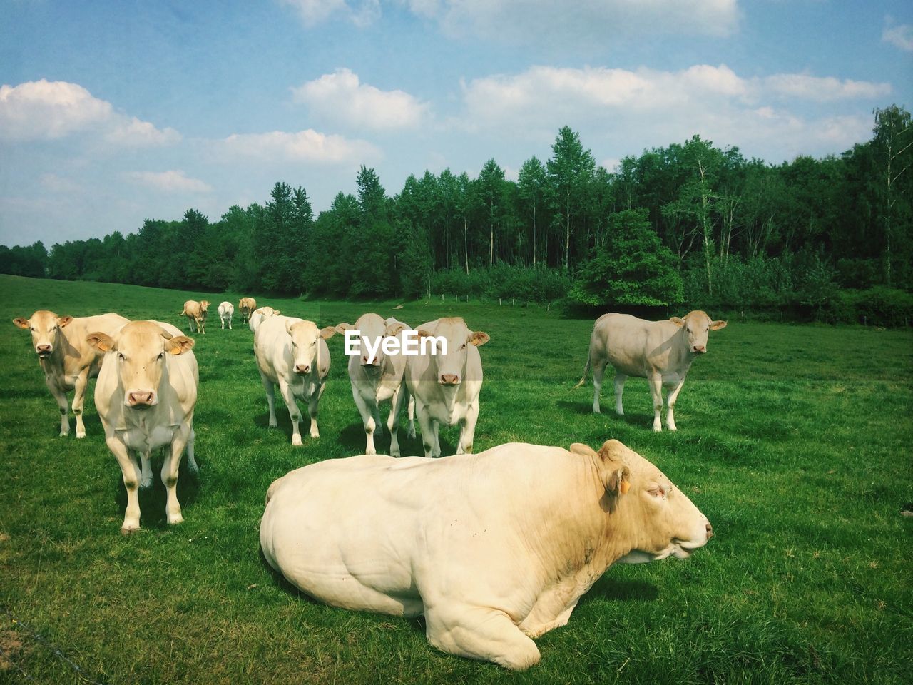 Cows on landscape against trees