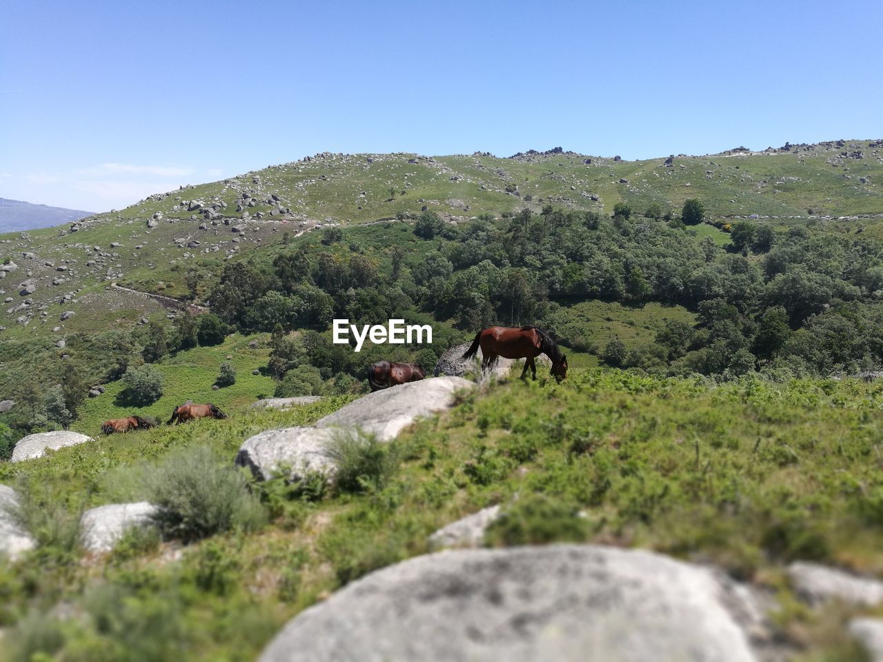 HORSES IN A VALLEY