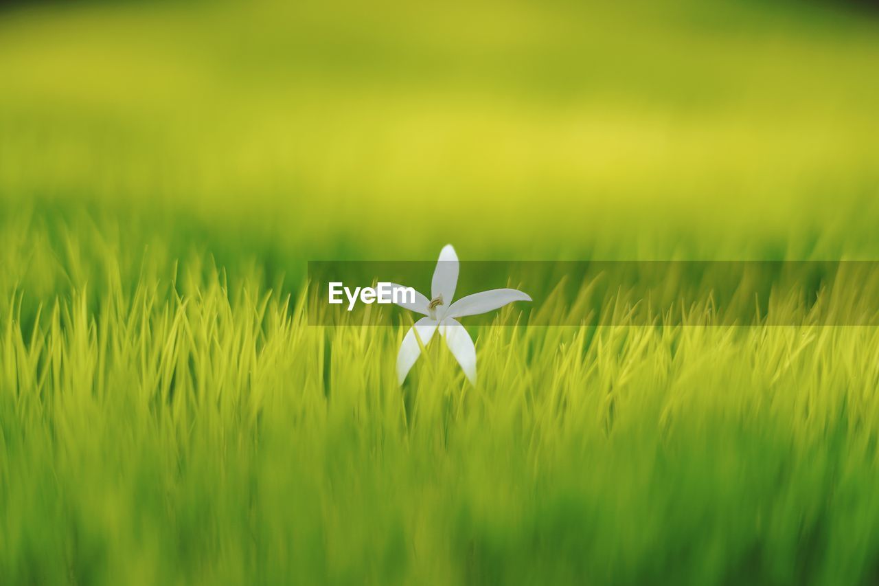 Close-up of white flowering plant on field