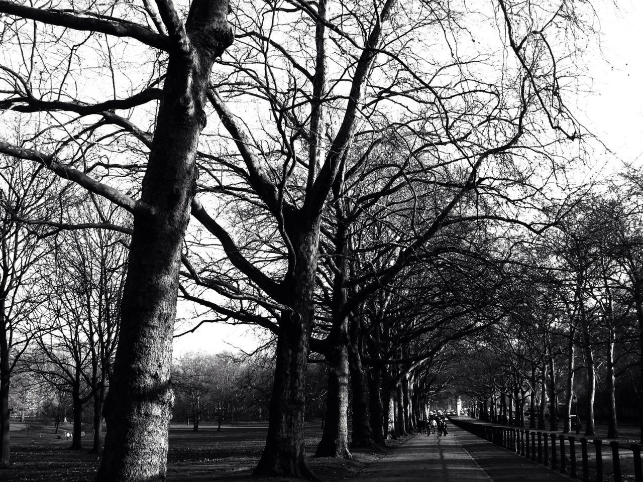 EMPTY ROAD PASSING THROUGH TREES